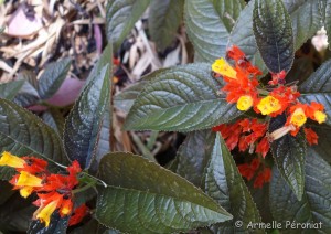 Guadeloupe Août 2015-02803     
